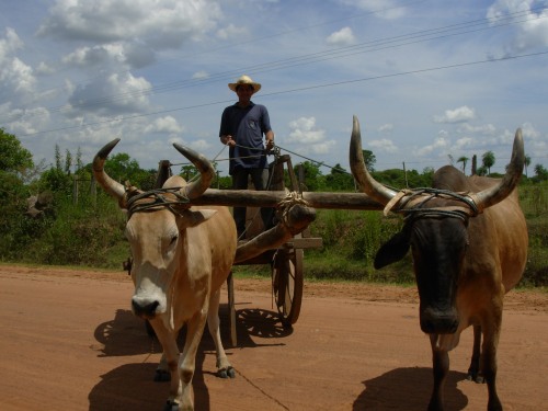 A Rancher in Paraguay